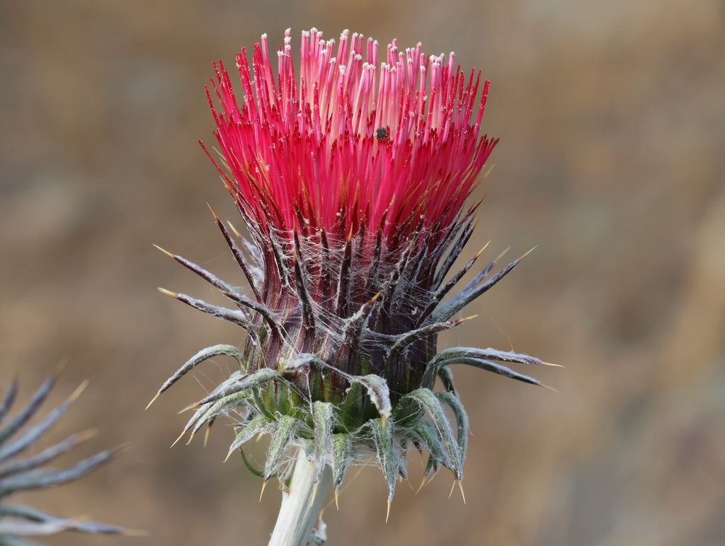 Cobwebby thistle (Cirsium occidentale)