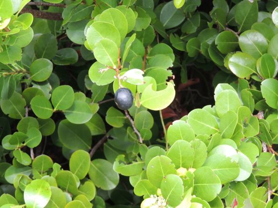 Cocoplum (Chrysobalanus icaco)