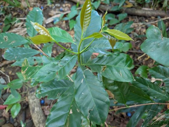 Coffee (Coffea arabica)