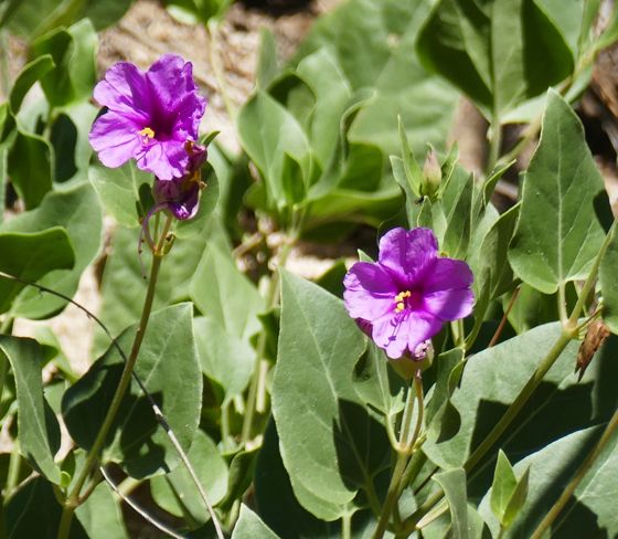 Colorado Four o'Clock (Mirabilis multiflora)