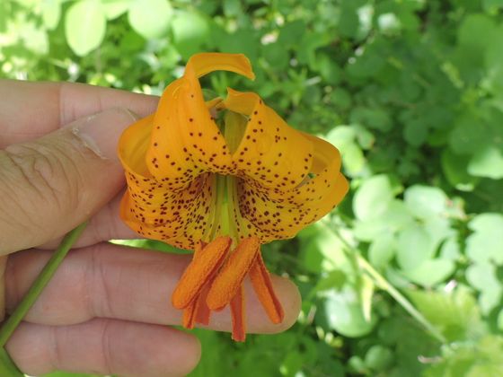 Columbia lily (Lilium columbianum)