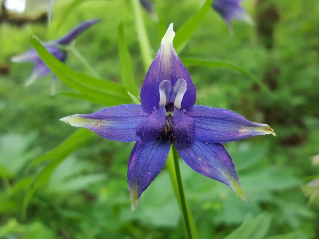 Columbian larkspur (Delphinium trolliifolium)