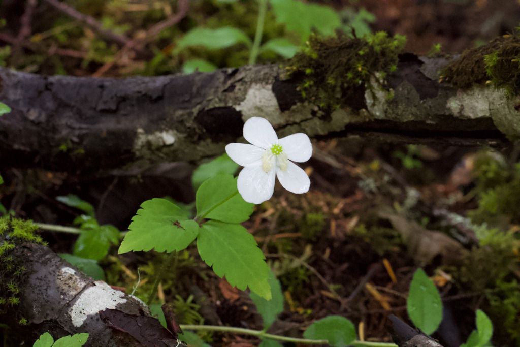 Columbian windflower (Anemonastrum deltoideum)