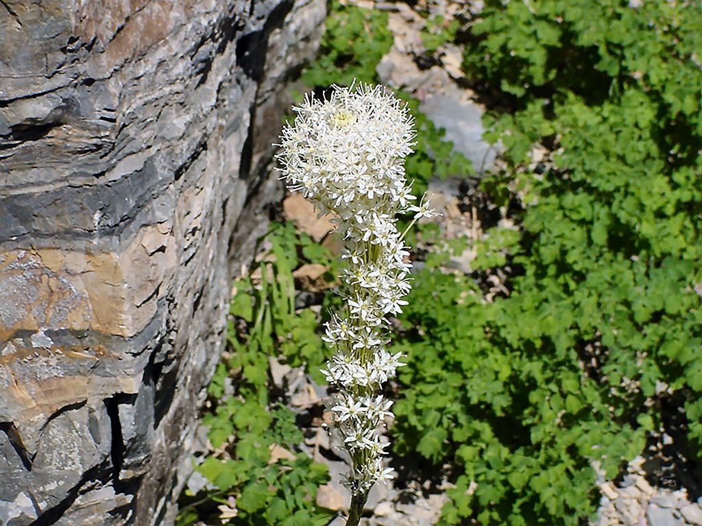 Common beargrass (Xerophyllum tenax)