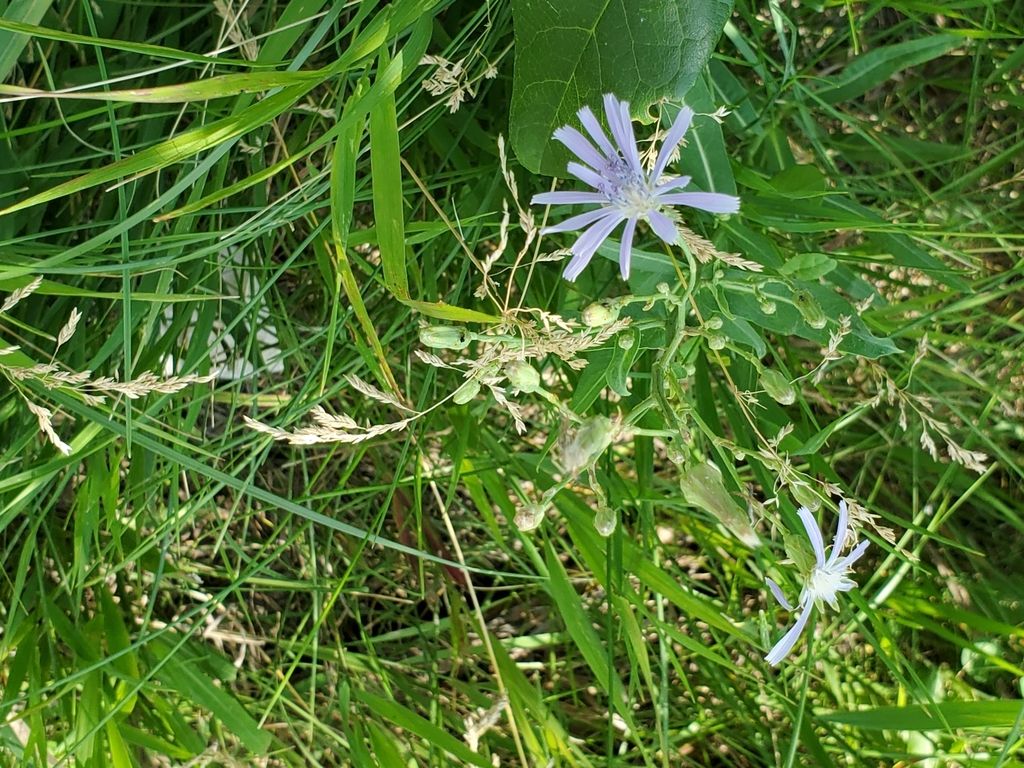 Common blue lettuce (Lactuca pulchella)