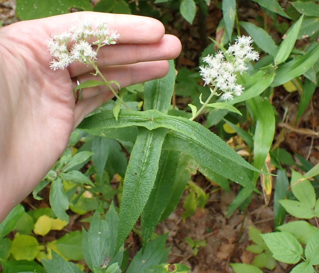 Common boneset (Eupatorium perfoliatum)