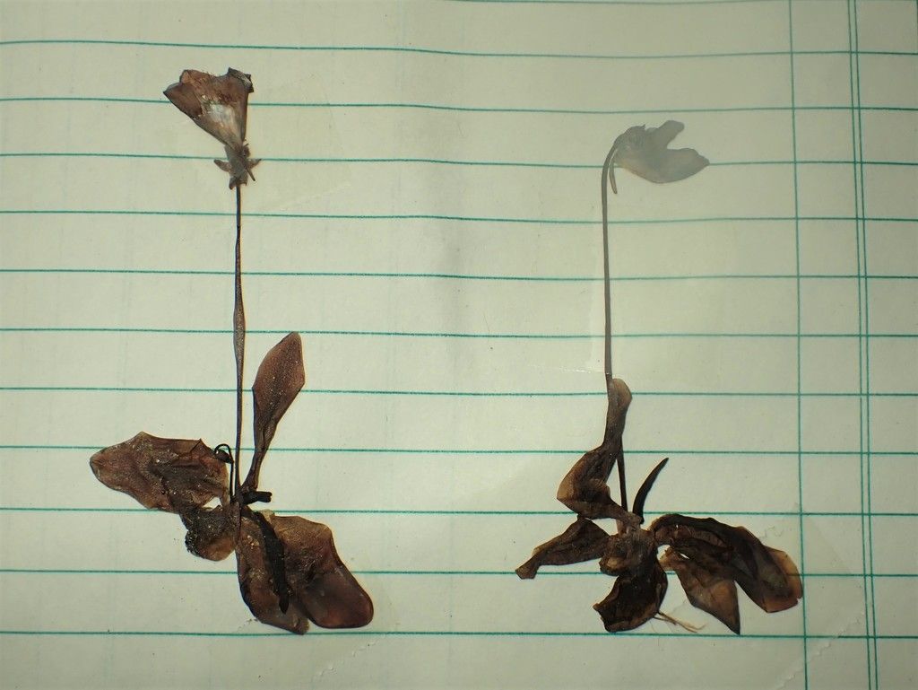 Common butterwort (Pinguicula vulgaris)