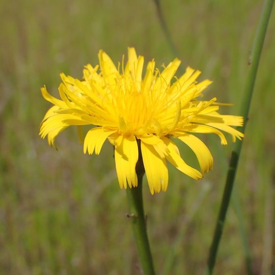 Common cat's-ear (Hypochaeris radicata)