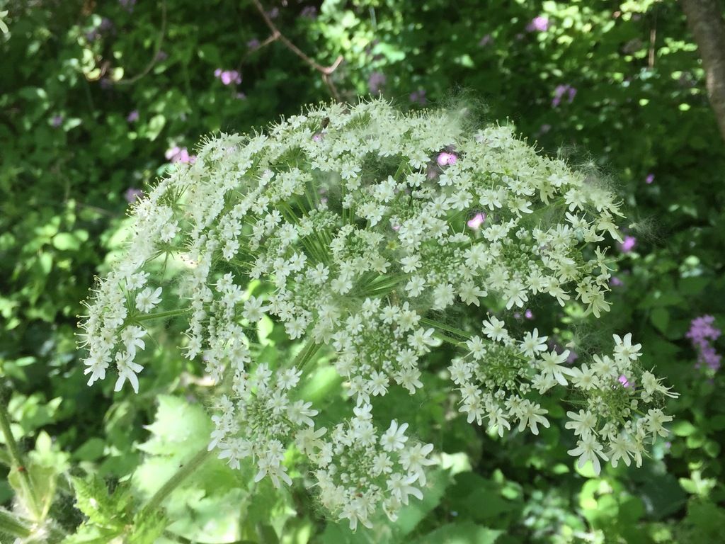 Common cowparsnip (Heracleum maximum)