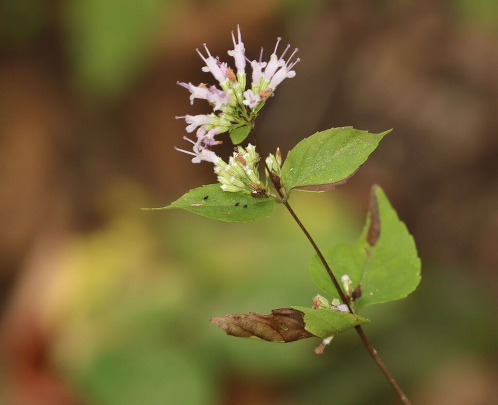 Common dittany (Cunila origanoides)