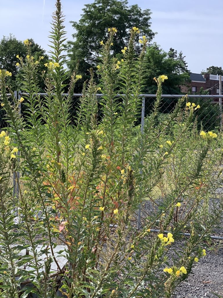 Common evening-primrose (Oenothera biennis)