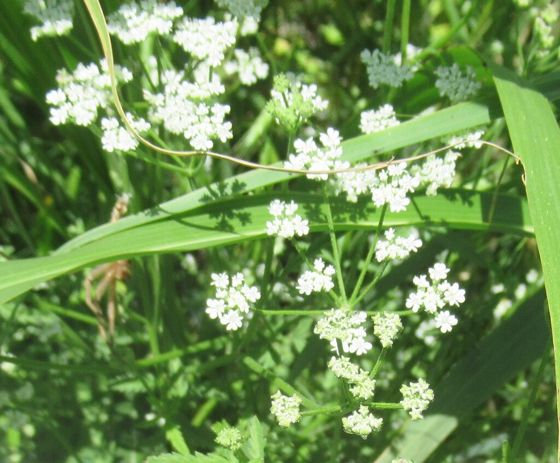 Common hedge parsley (Torilis arvensis)