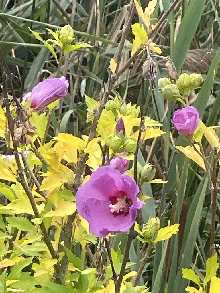 Common hibiscus (Hibiscus syriacus)