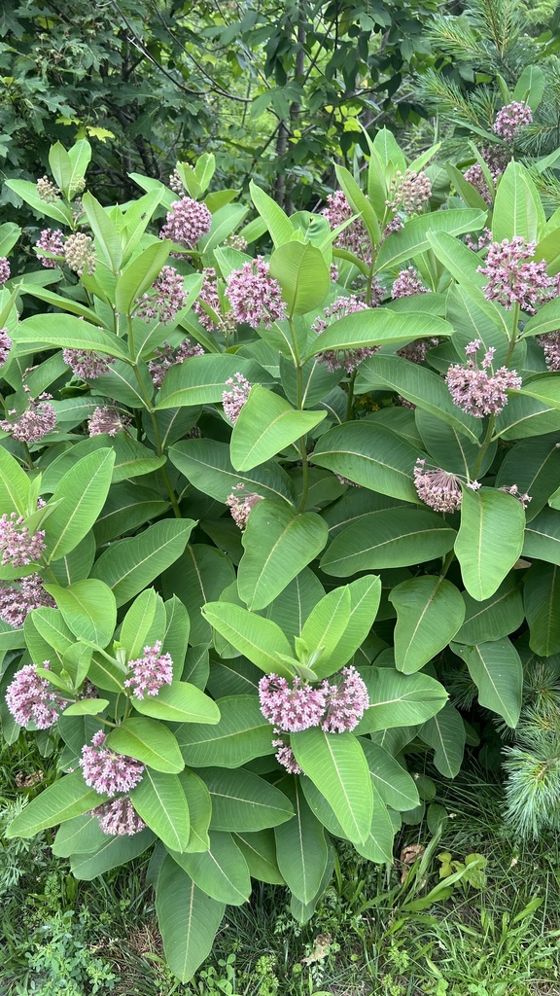 Common milkweed (Asclepias syriaca)