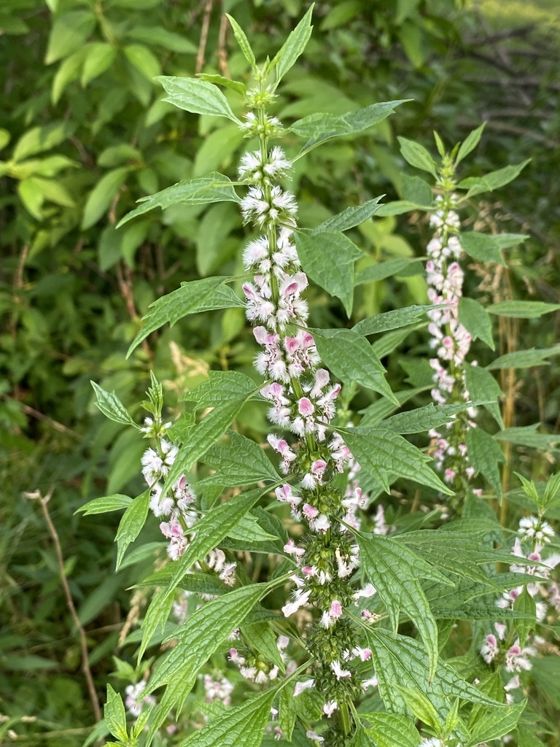 Common motherwort (Leonurus cardiaca)