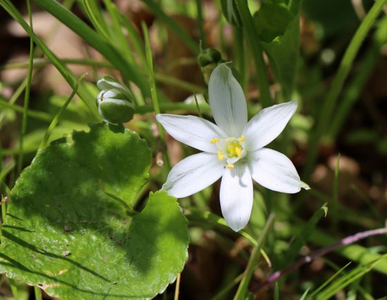 Common star-of-Bethlehem (Ornithogalum umbellatum)