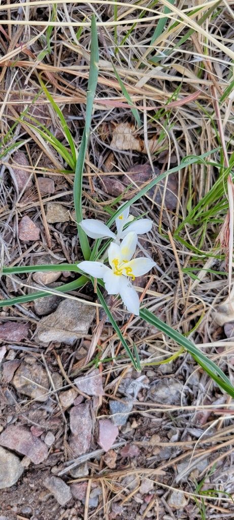 Common starlily (Leucocrinum montanum)