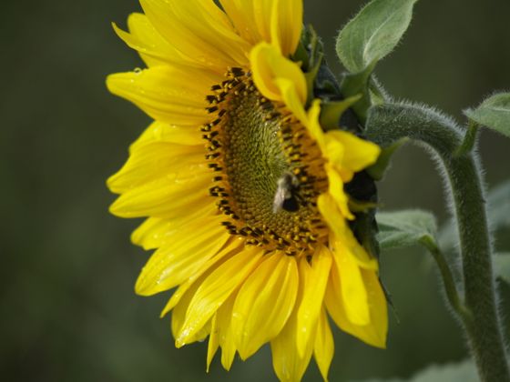 Common sunflower (Helianthus annuus)