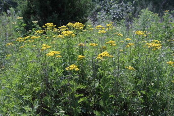 Common tansy (Tanacetum vulgare)