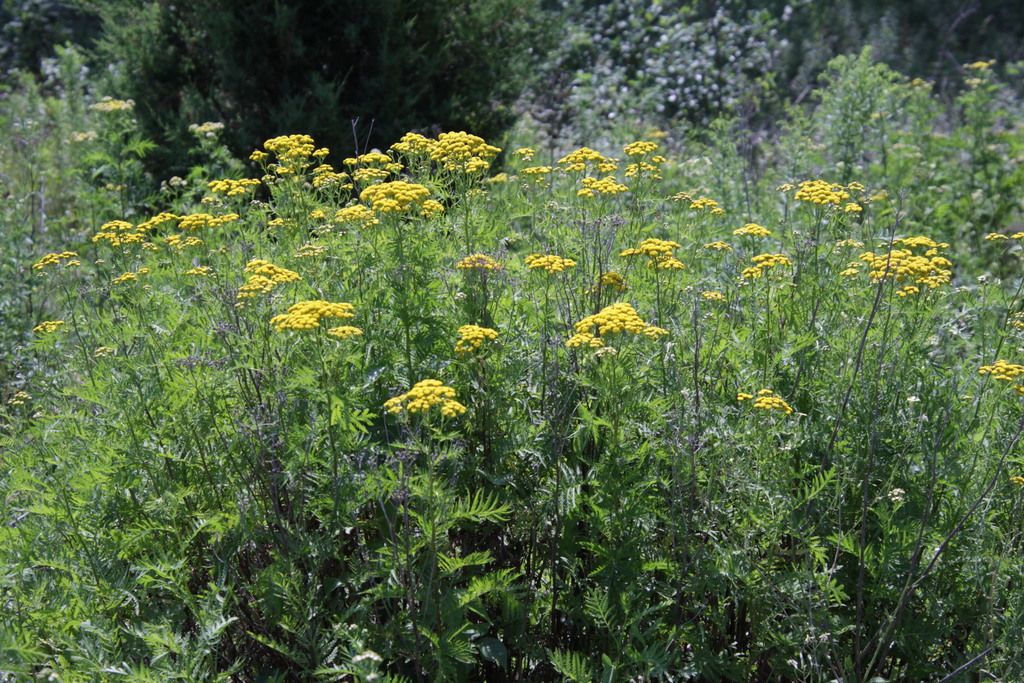 Common tansy (Tanacetum vulgare)