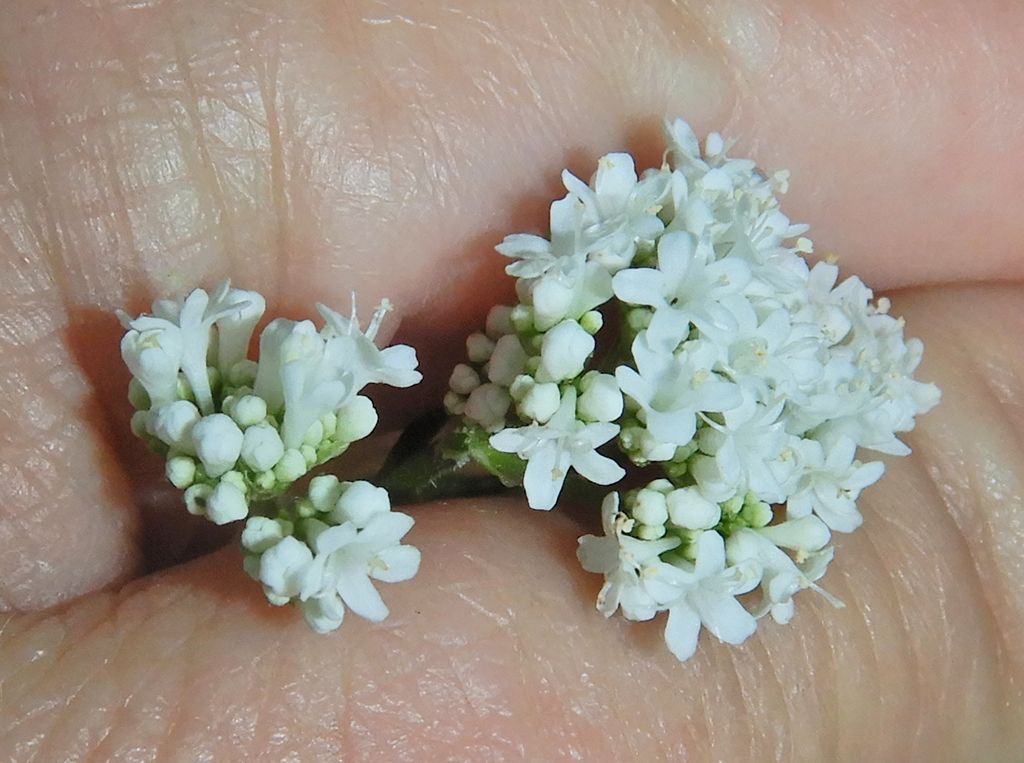 Common valerian (Valeriana officinalis)