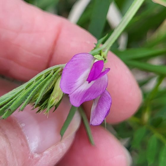 Common vetch (Vicia sativa)
