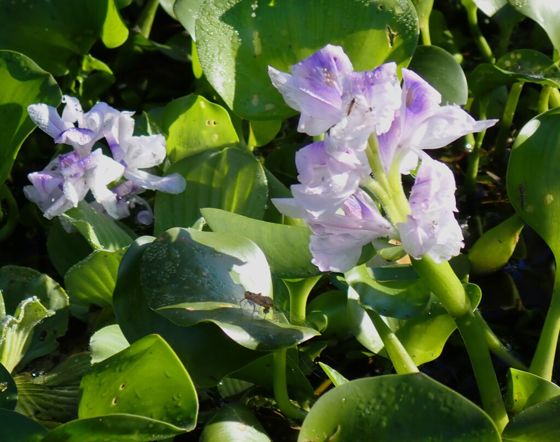 Common water hyacinth (Pontederia crassipes)