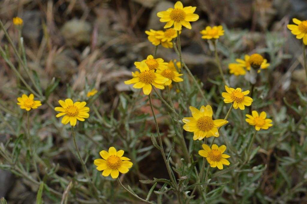 Common woolly sunflower (Eriophyllum lanatum)