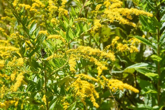 Common wrinkle-leaved goldenrod (Solidago rugosa)