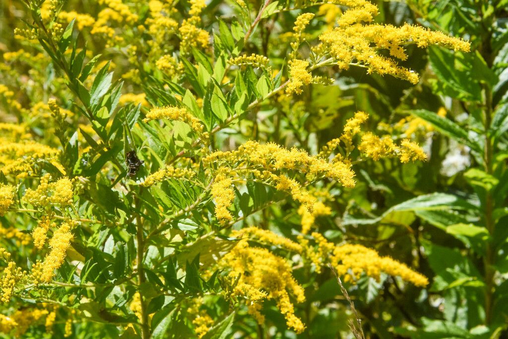 Common wrinkle-leaved goldenrod (Solidago rugosa)