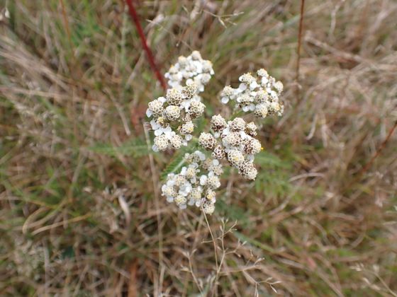 Common yarrow (Achillea millefolium)