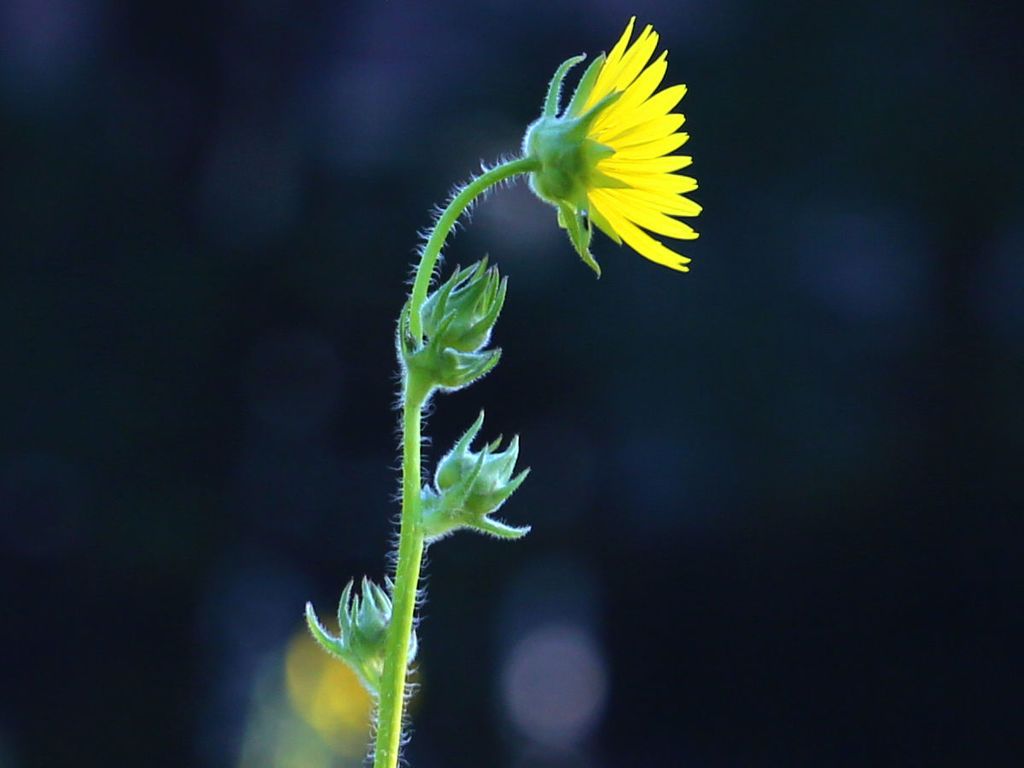 Compass plant (Silphium laciniatum)