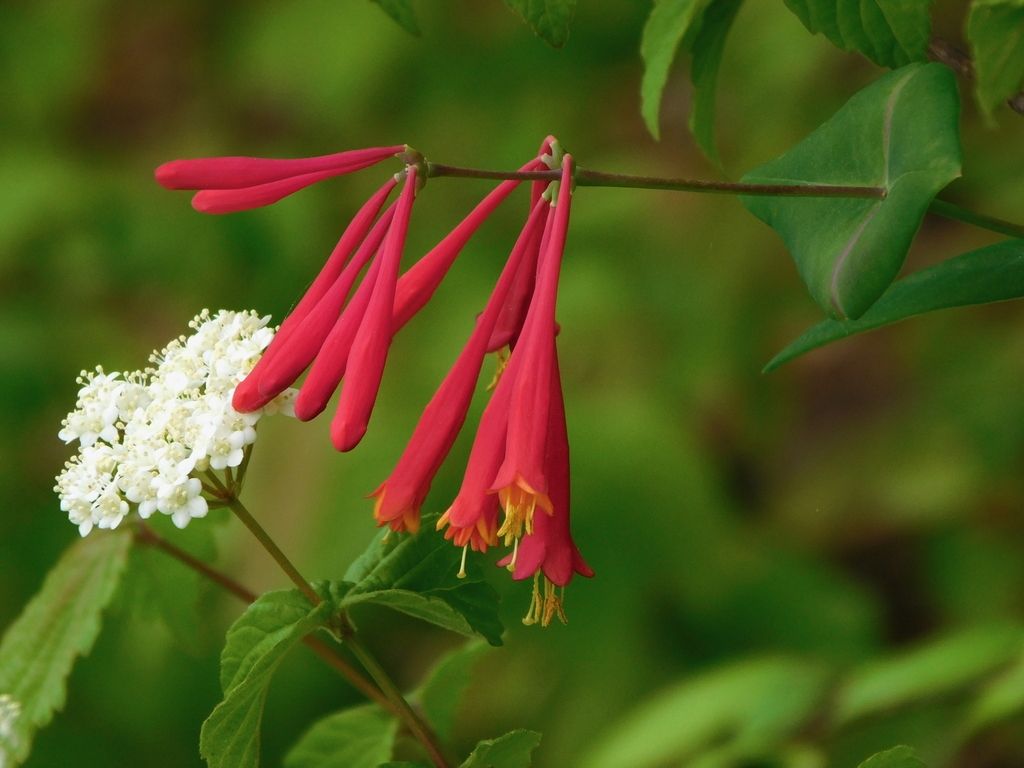 Coral honeysuckle (Lonicera sempervirens)