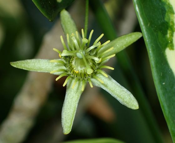 Corkystem passionvine (Passiflora pallida)