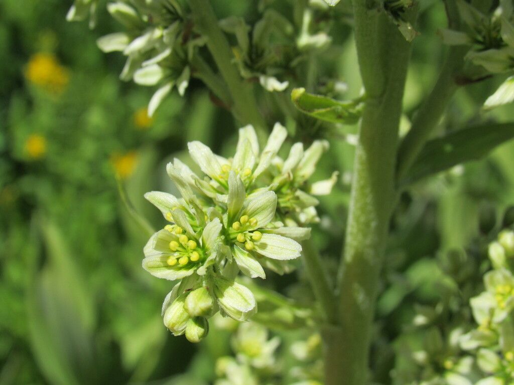 Corn lily (Veratrum californicum)