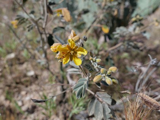 Coues' senna (Senna covesii)