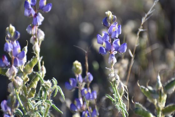 Coulter's lupine (Lupinus sparsiflorus)