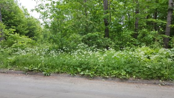 Cow parsley (Anthriscus sylvestris)