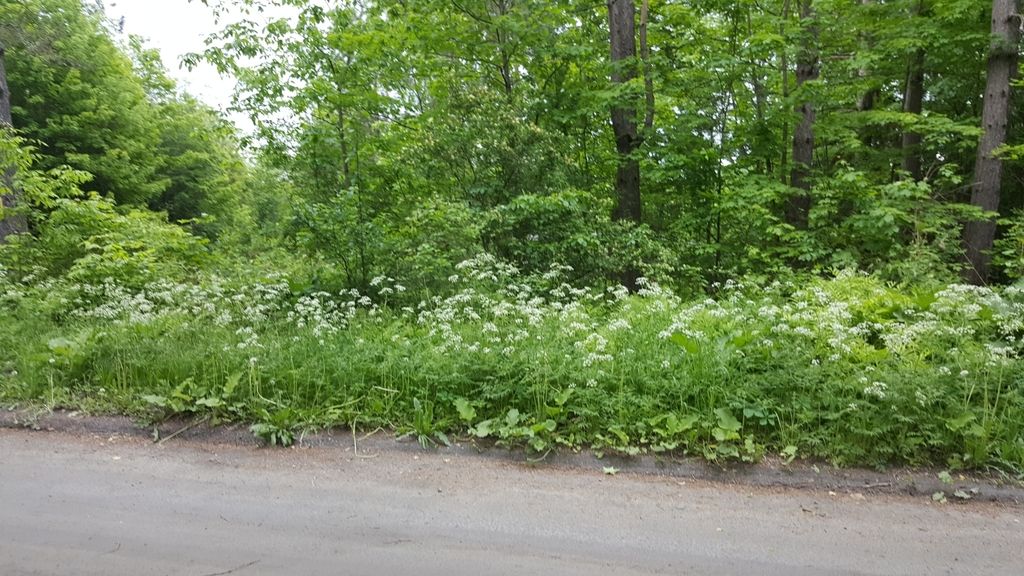 Cow parsley (Anthriscus sylvestris)