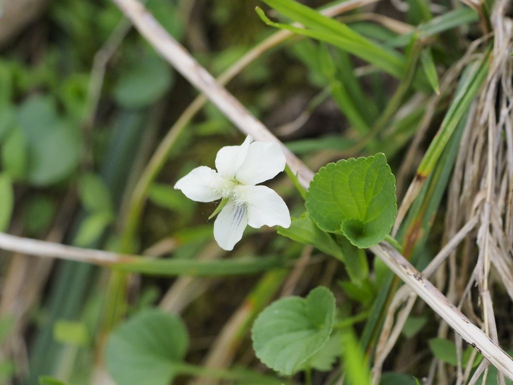 Cream violet (Viola striata)