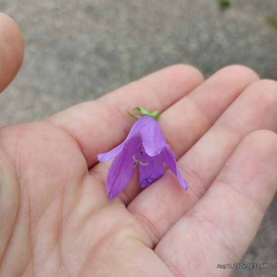 Creeping bellflower (Campanula rapunculoides)