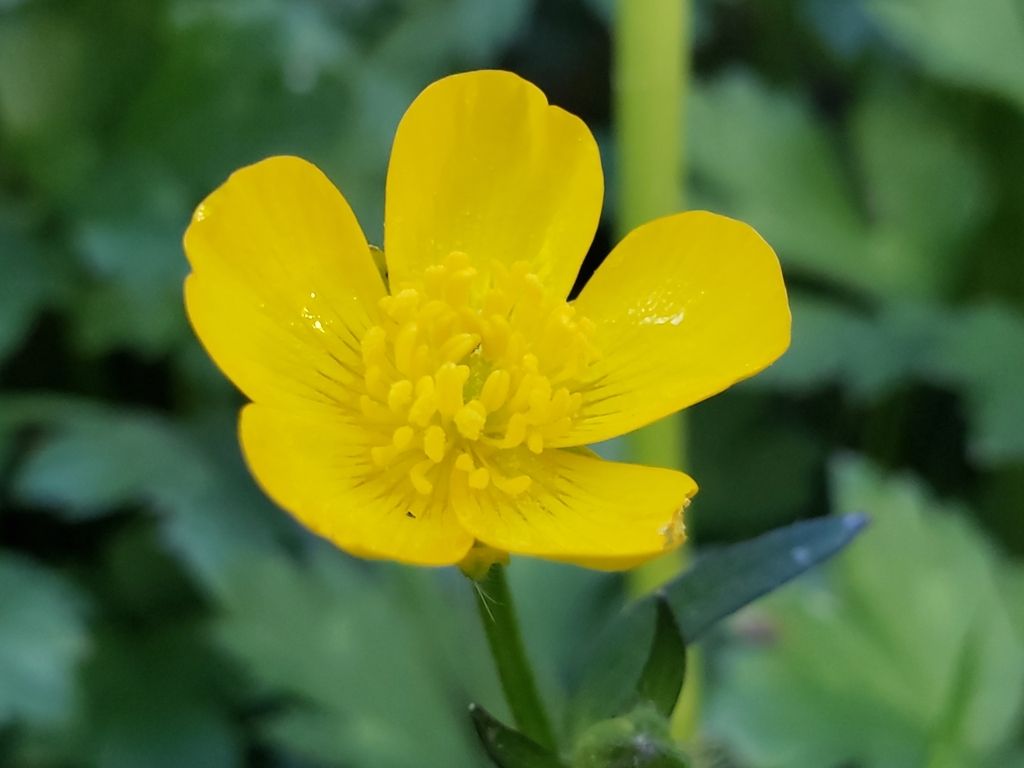 Creeping buttercup (Ranunculus repens)