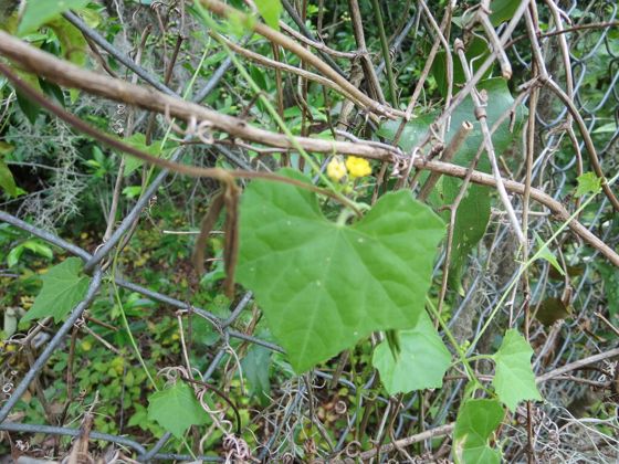 Creeping cucumber (Melothria pendula)