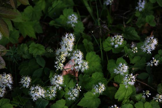 Creeping foamflower (Tiarella stolonifera)