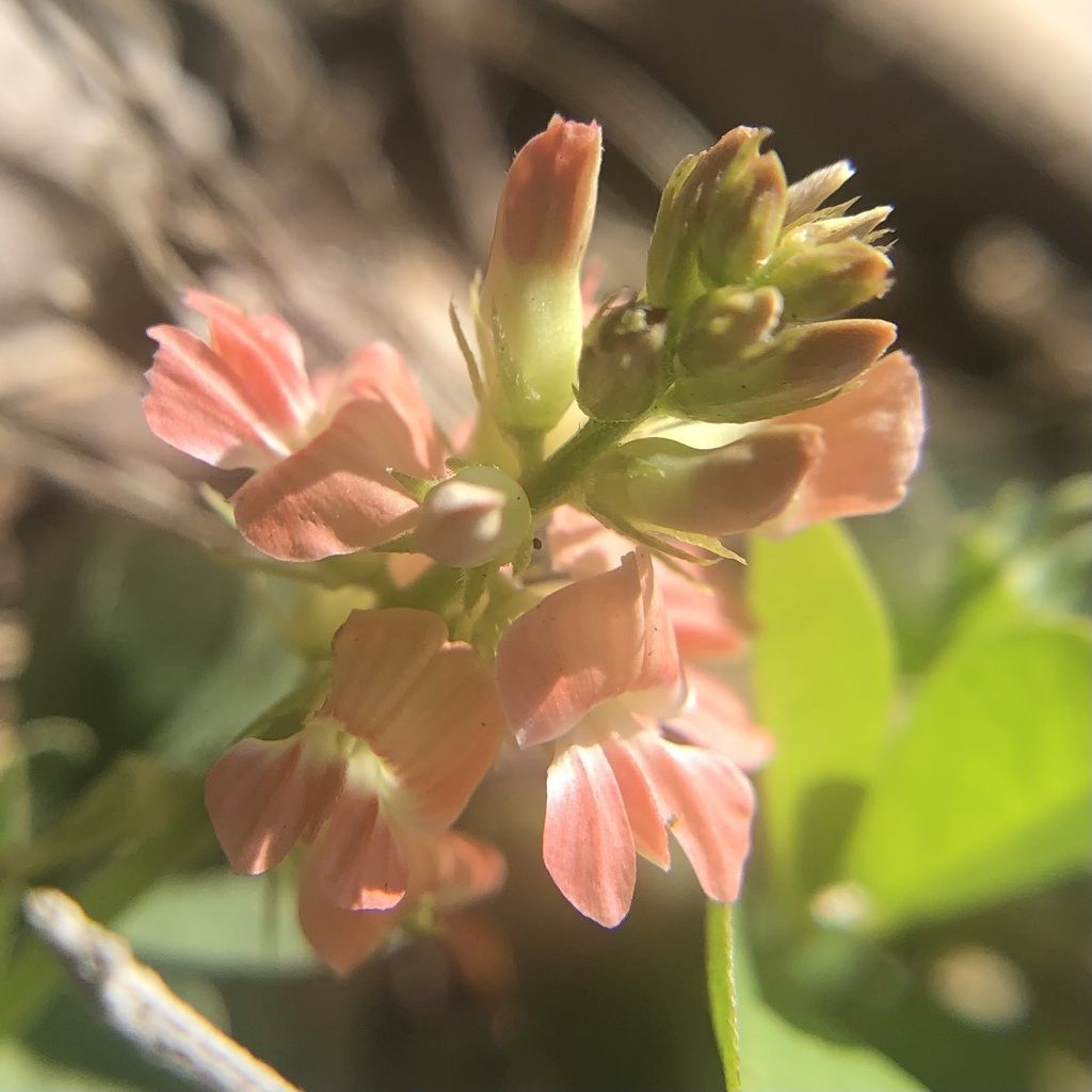 Creeping indigo (Indigofera spicata)