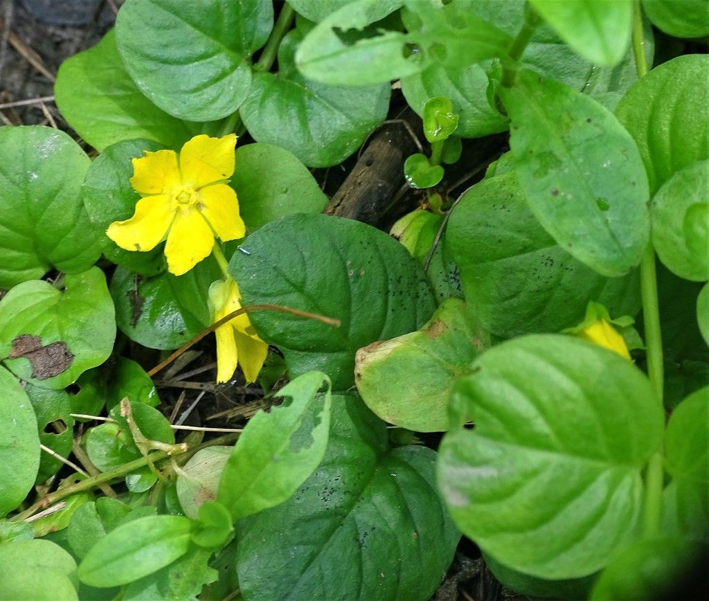 Creeping jenny (Lysimachia nummularia)