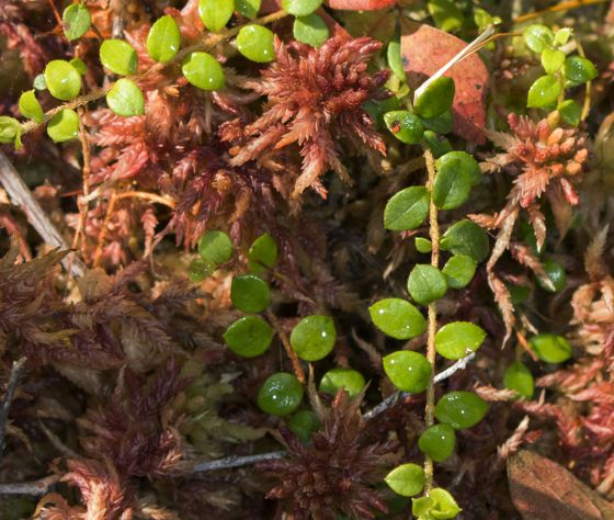 Creeping snowberry (Gaultheria hispidula)