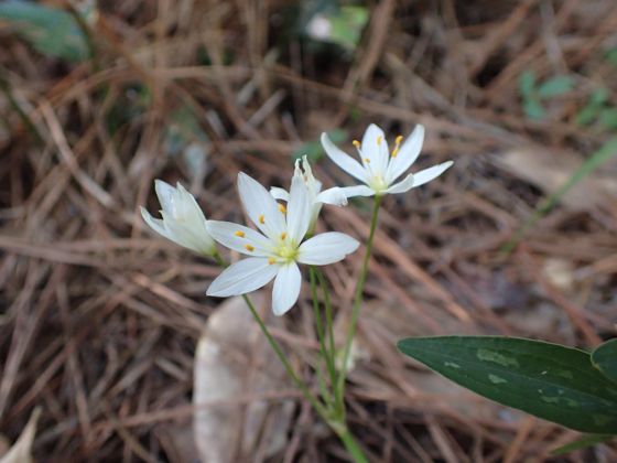 Crowpoison (Nothoscordum bivalve)