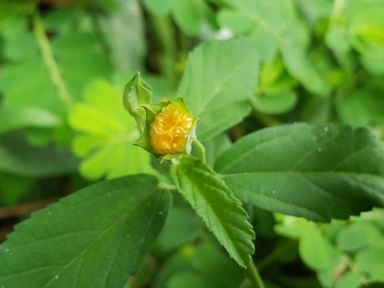 Cuban jute (Sida rhombifolia)