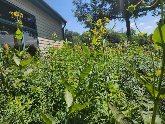 Cup plant (Silphium perfoliatum)